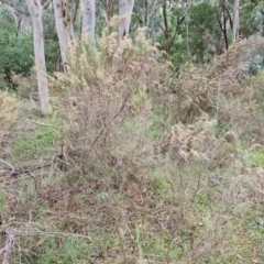 Cassinia sifton at West Goulburn Bushland Reserve - 1 Jun 2024 11:26 AM