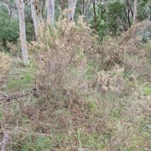 Cassinia sifton at West Goulburn Bushland Reserve - 1 Jun 2024 11:26 AM