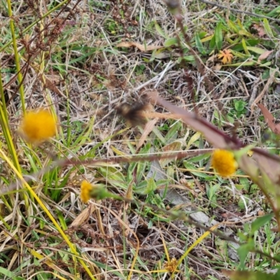 Bidens pilosa (Cobbler's Pegs, Farmer's Friend) at Mount Taylor - 1 Jun 2024 by Mike