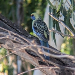 Platycercus elegans flaveolus (Yellow Rosella) at Wentworth, NSW - 5 May 2024 by Darcy