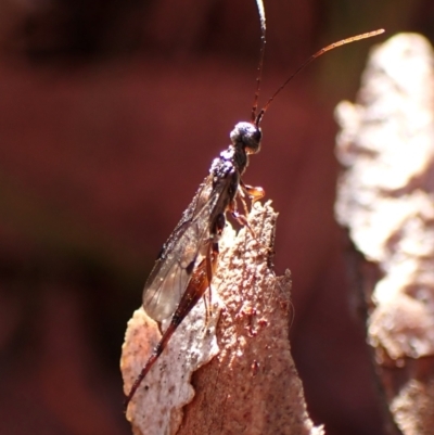 Monomachus antipodalis (A parasitic wasp) at Aranda Bushland - 26 May 2024 by CathB