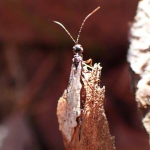 Monomachus antipodalis at Aranda Bushland - 26 May 2024 01:31 PM