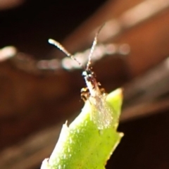 Apocrita (suborder) at Aranda Bushland - 26 May 2024 01:21 PM