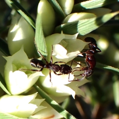 Rhytidoponera tasmaniensis at Aranda Bushland - 26 May 2024 by CathB