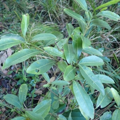 Acronychia oblongifolia (White Aspen, Yellow Wood) at Potato Point, NSW - 30 May 2024 by plants