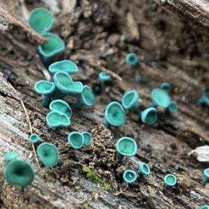 Chlorociboria at Bluetts Block (402, 403, 12, 11) - 30 May 2024 03:25 PM