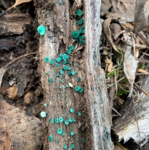 Chlorociboria at Bluetts Block (402, 403, 12, 11) - 30 May 2024 03:25 PM