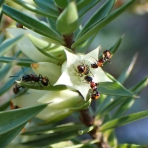 Chelaner kiliani at Aranda Bushland - 29 May 2024