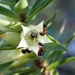 Chelaner kiliani at Aranda Bushland - 29 May 2024