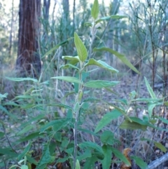 Olearia lirata (Snowy Daisybush) at Point 4157 - 29 May 2024 by CathB