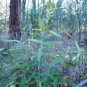 Olearia lirata at Point 4157 - 29 May 2024