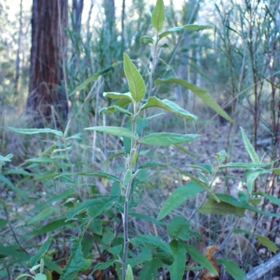 Olearia lirata (Snowy Daisybush) at Aranda Bushland - 29 May 2024 by CathB