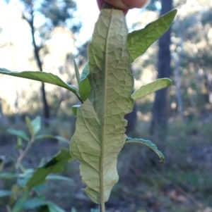 Olearia lirata at Point 4157 - 29 May 2024