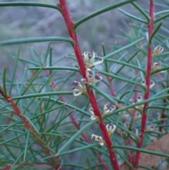 Hakea decurrens subsp. decurrens (Bushy Needlewood) at Point 4157 - 29 May 2024 by CathB