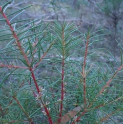 Hakea decurrens subsp. decurrens at Point 4157 - 29 May 2024