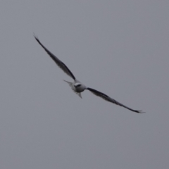 Elanus axillaris (Black-shouldered Kite) at Harcourt Hill - 31 May 2024 by Anna123