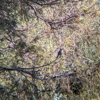 Acanthagenys rufogularis (Spiny-cheeked Honeyeater) at Anabranch South, NSW - 5 May 2024 by Darcy