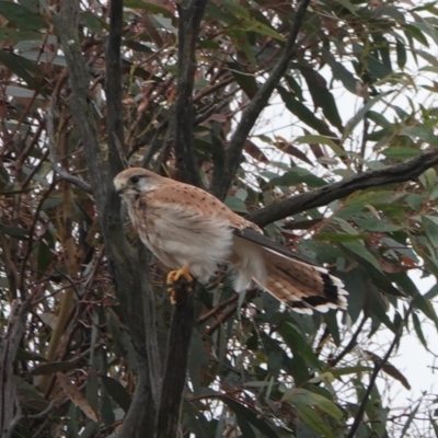 Falco cenchroides (Nankeen Kestrel) at Harcourt Hill - 31 May 2024 by Anna123
