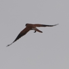 Falco cenchroides at Harcourt Hill - 31 May 2024 01:00 PM