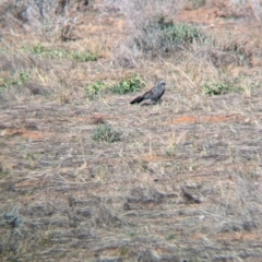 Struthidea cinerea (Apostlebird) at Chowilla, SA - 6 May 2024 by Darcy