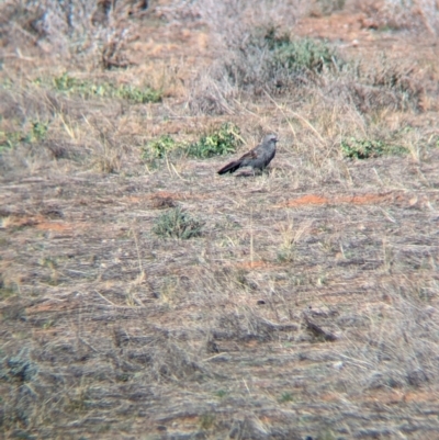 Struthidea cinerea (Apostlebird) at Chowilla, SA - 6 May 2024 by Darcy