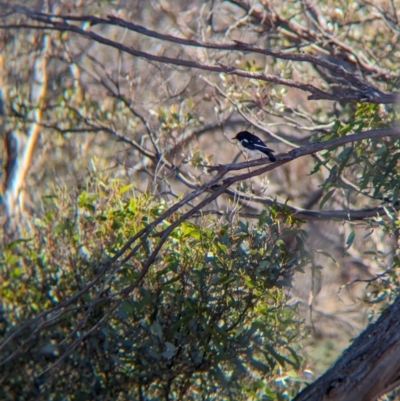 Melanodryas cucullata cucullata (Hooded Robin) at Gluepot, SA - 6 May 2024 by Darcy