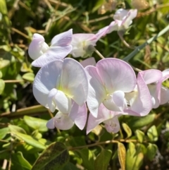 Lathyrus latifolius at Australian National University - 26 Mar 2024