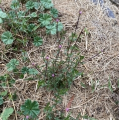 Epilobium billardiereanum subsp. cinereum at Garran, ACT - 23 Mar 2024 04:24 PM