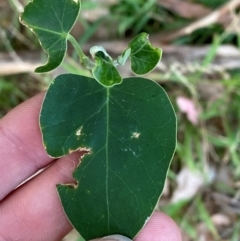 Araujia sericifera at Phillip, ACT - 23 Mar 2024