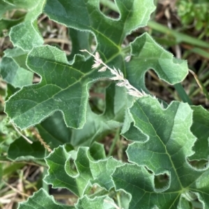 Citrullus amarus at Phillip, ACT - 15 Mar 2024