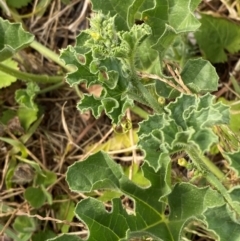 Citrullus amarus at Phillip, ACT - 15 Mar 2024