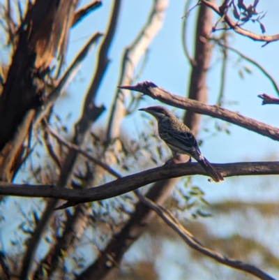 Acanthagenys rufogularis (Spiny-cheeked Honeyeater) at Gluepot, SA - 6 May 2024 by Darcy