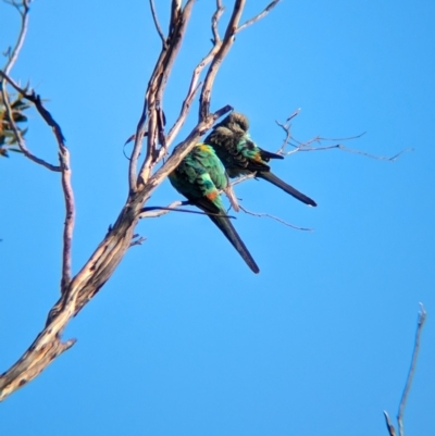 Psephotellus varius (Mulga Parrot) at Gluepot, SA - 6 May 2024 by Darcy