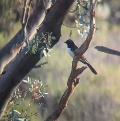 Rhipidura leucophrys (Willie Wagtail) at Gluepot, SA - 6 May 2024 by Darcy