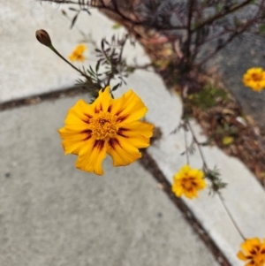 Tagetes erecta at Kaleen, ACT - 1 Jun 2024