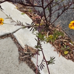 Tagetes erecta at Kaleen, ACT - 1 Jun 2024