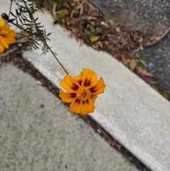 Tagetes erecta at Kaleen, ACT - 1 Jun 2024