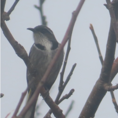 Phylidonyris pyrrhopterus (Crescent Honeyeater) at QPRC LGA - 1 Jun 2024 by MatthewFrawley