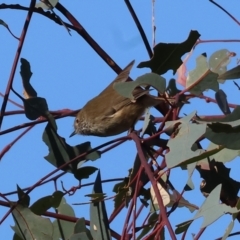 Acanthiza pusilla (Brown Thornbill) at Wodonga - 26 May 2024 by KylieWaldon