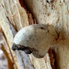 Unidentified Unidentified Insect Gall at Aranda, ACT - 1 Jun 2024 by KMcCue