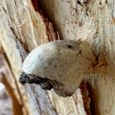 Unverified Unverified Insect Gall at Aranda, ACT - 1 Jun 2024 by KMcCue