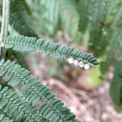 Monophlebulus sp. (genus) at Aranda, ACT - 1 Jun 2024 by KMcCue