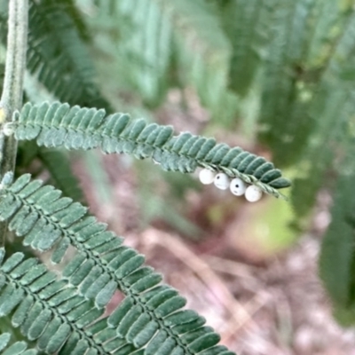 Cryptes baccatus (Wattle Tick Scale) at Aranda, ACT - 1 Jun 2024 by KMcCue