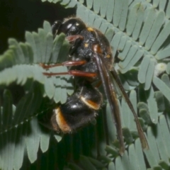 Paralastor sp. (genus) at WendyM's farm at Freshwater Ck. - 1 May 2024 by WendyEM