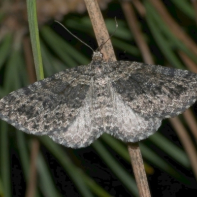 Aponotoreas dascia (Dascia Carpet (Larentiinae)) at WendyM's farm at Freshwater Ck. - 2 May 2024 by WendyEM