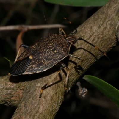 Poecilometis strigatus (Gum Tree Shield Bug) at WendyM's farm at Freshwater Ck. - 2 May 2024 by WendyEM