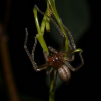 Cheiracanthium sp. (genus) at WendyM's farm at Freshwater Ck. - 4 May 2024 by WendyEM