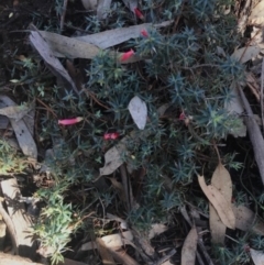 Styphelia humifusum (Cranberry Heath) at The Rock Nature Reserve - Kengal Aboriginal Place - 1 Jun 2024 by CarmelB