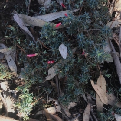 Astroloma humifusum (Cranberry Heath) at The Rock Nature Reserve - 1 Jun 2024 by CarmelB