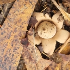 Geastrum sp. (genus) (An earthstar) at QPRC LGA - 1 Jun 2024 by clarehoneydove